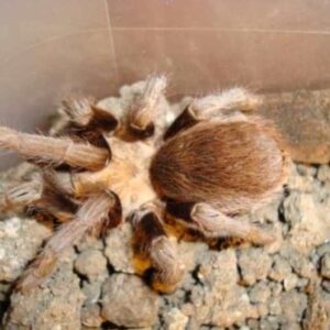 Chaco Mousy Brown Tarantula