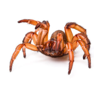 Trapdoor Spider