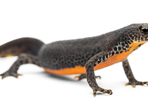 Alpine Newt