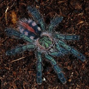 Amazon Sapphire Tarantula