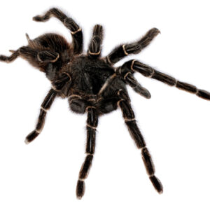 Brazilian Giant Salmon Tarantula
