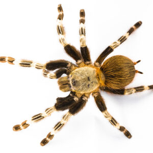 Brazilian Red and White Tarantula