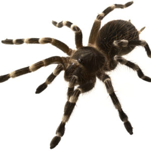 Brazilian White Knee Tarantula