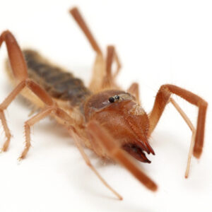 Camel Spider