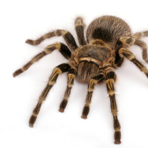 Chaco Golden Knee Tarantula