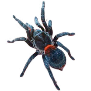 Chilean Dwarf Flame Tarantula