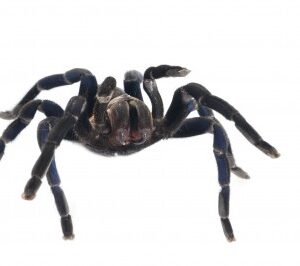 Cobalt Blue Tarantula