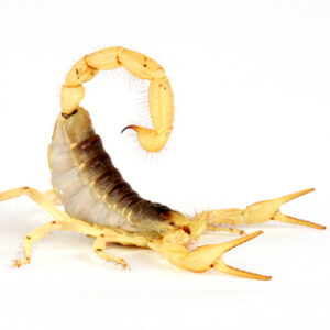 Desert Hairy Scorpion