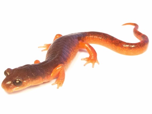 Ensatina Salamander