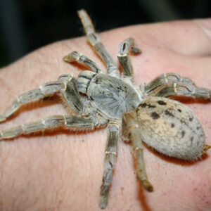 Fort Hall Baboon Tarantula