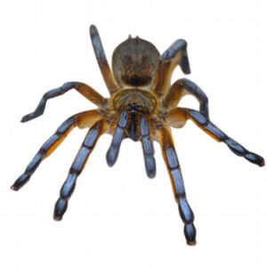 Golden Blue Leg Baboon Tarantula