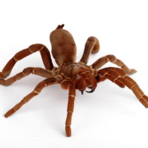 King Baboon Tarantula