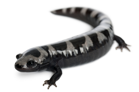 Marbled Salamander