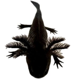 Melanoid Axolotl