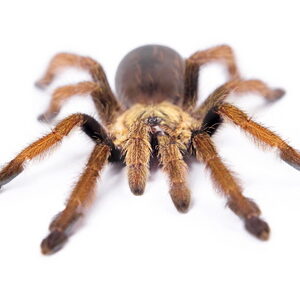 Curlyhair Tarantula