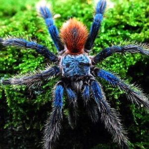 Brazilian Blue Dwarf Tarantula