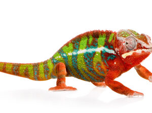 Panther Chameleon