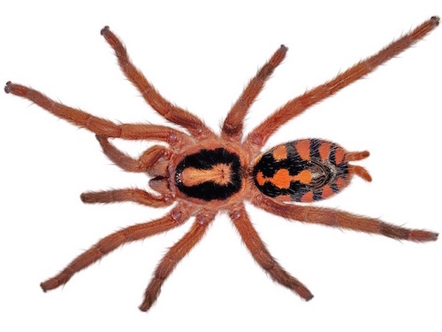 Pumpkin Patch Tarantula