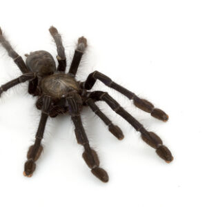 Singapore Blue Tarantula
