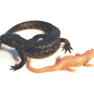 Spanish Ribbed Newt