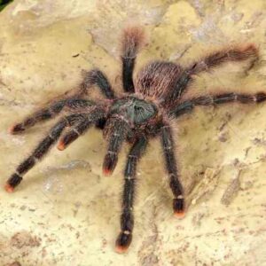 Goliath Pinkfoot Tarantula
