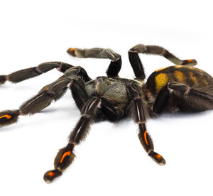 Venezuelan Suntiger Tarantula