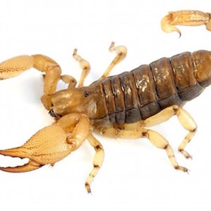 Burrowing Scorpion