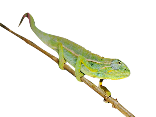Elliots Chameleon