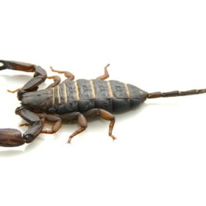 Flat Rock Scorpion