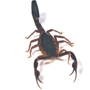 Florida Bark Scorpion