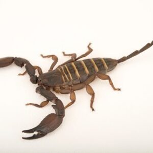Olive Keeled Flat Rock Scorpion