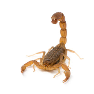 Tanzanian Three Striped Scorpion