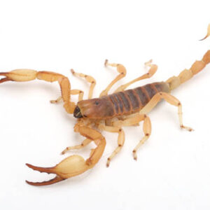 Wahlbergs Burrowing Scorpion